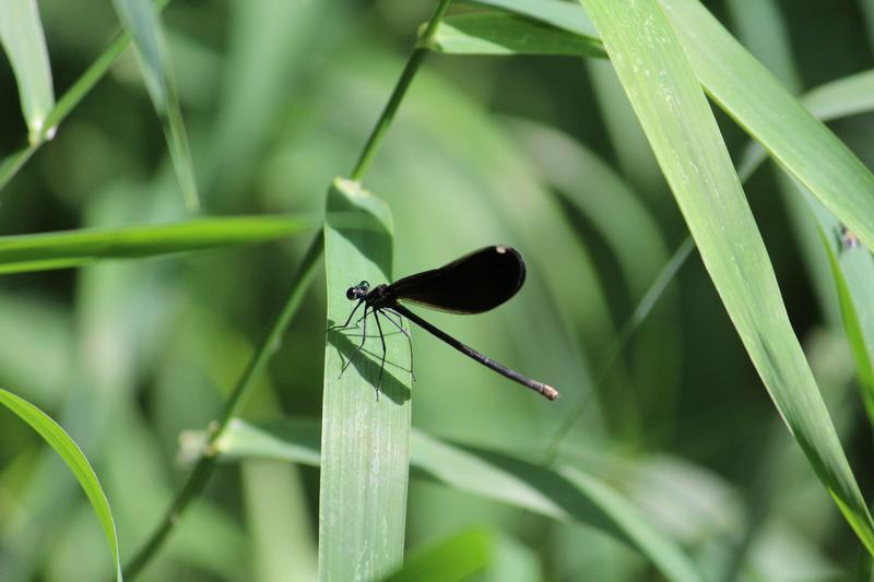 Photo of Ebony Jewelwing