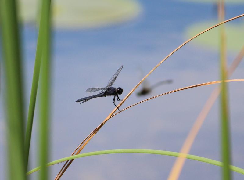 Photo of Racket-tailed Emerald