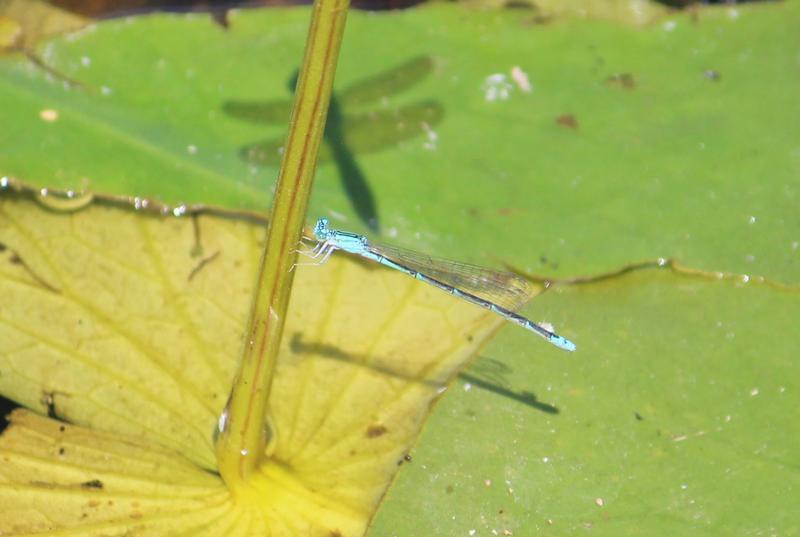 Photo of Slender Bluet