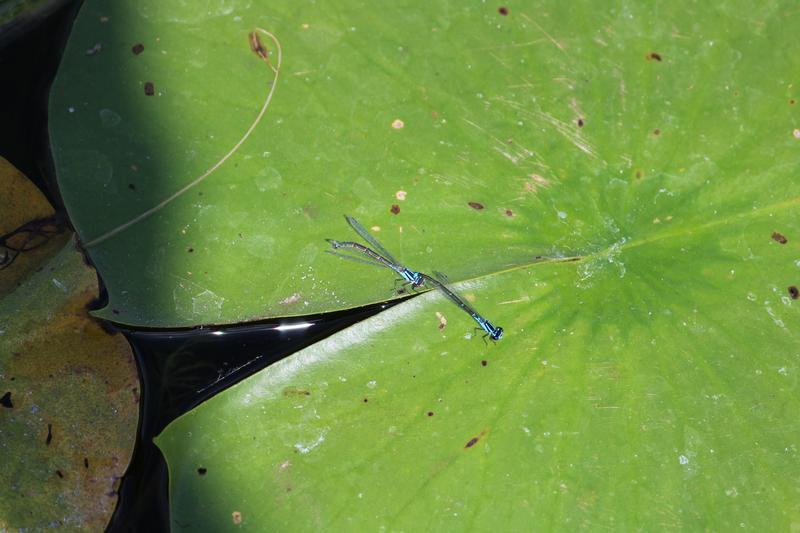 Photo of Skimming Bluet