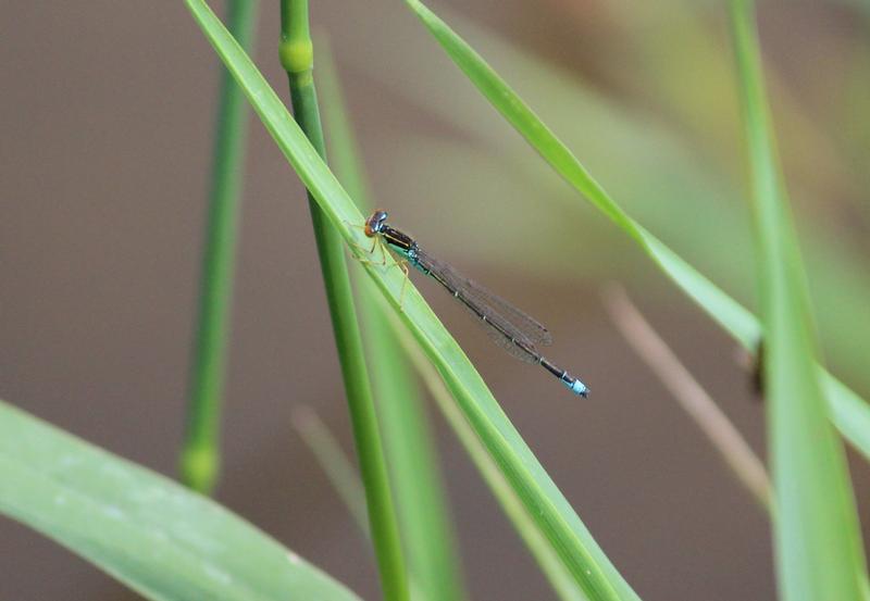 Photo of Rainbow Bluet