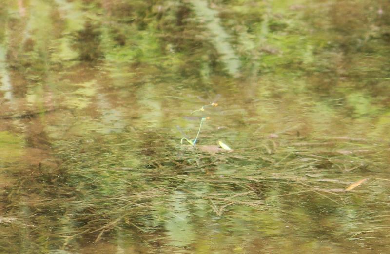 Photo of Rainbow Bluet