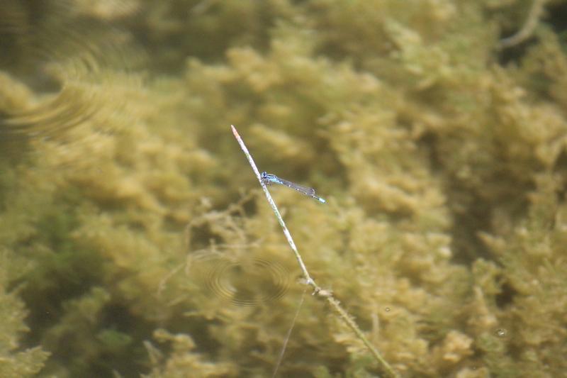 Photo of Skimming Bluet