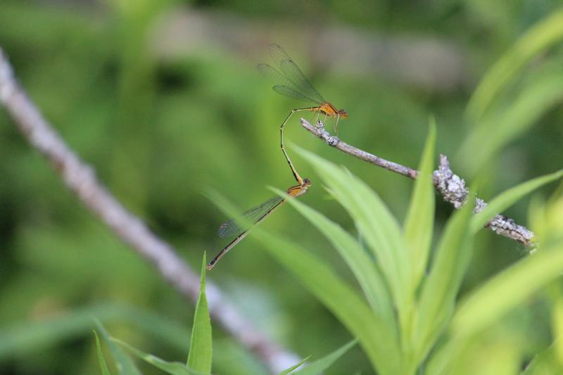 Photo of Orange Bluet