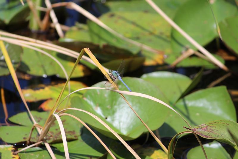 Photo of Eastern Pondhawk