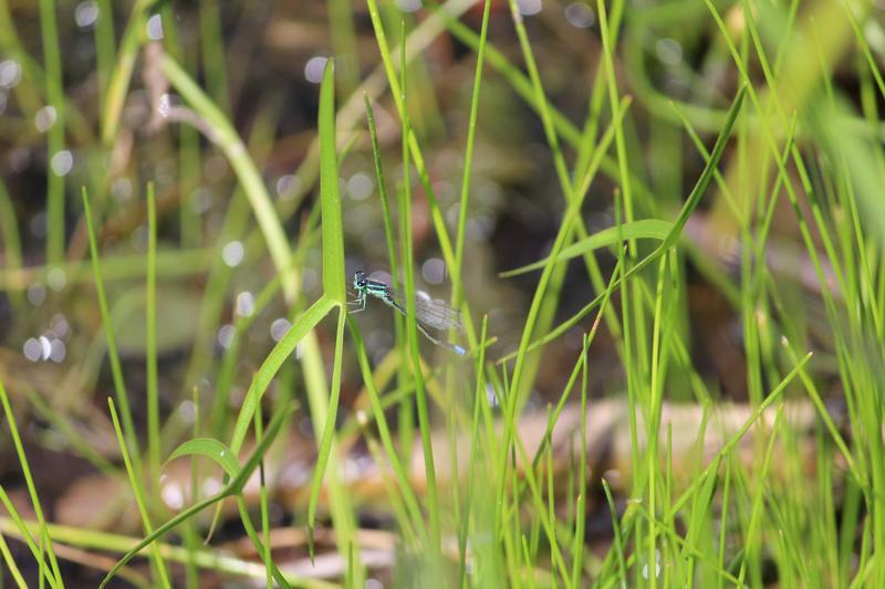 Photo of Eastern Forktail