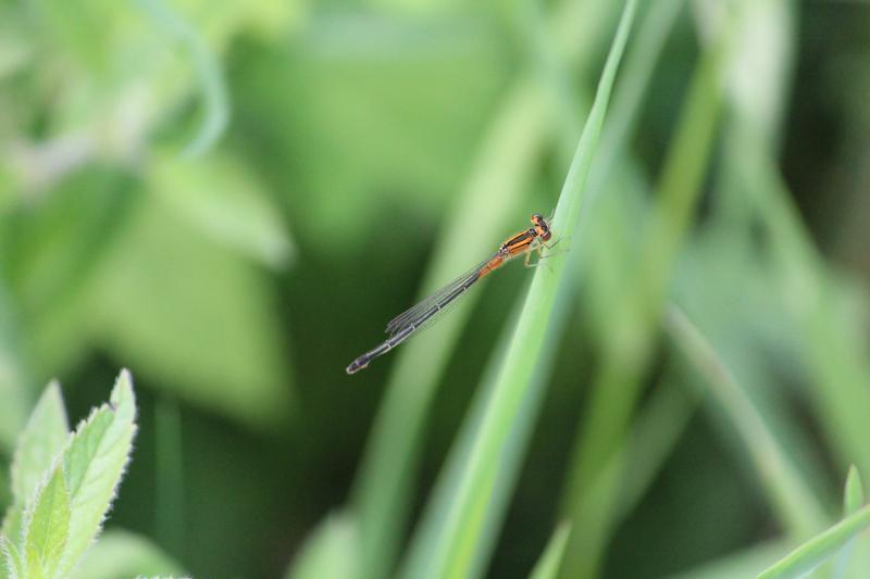 Photo of Eastern Forktail