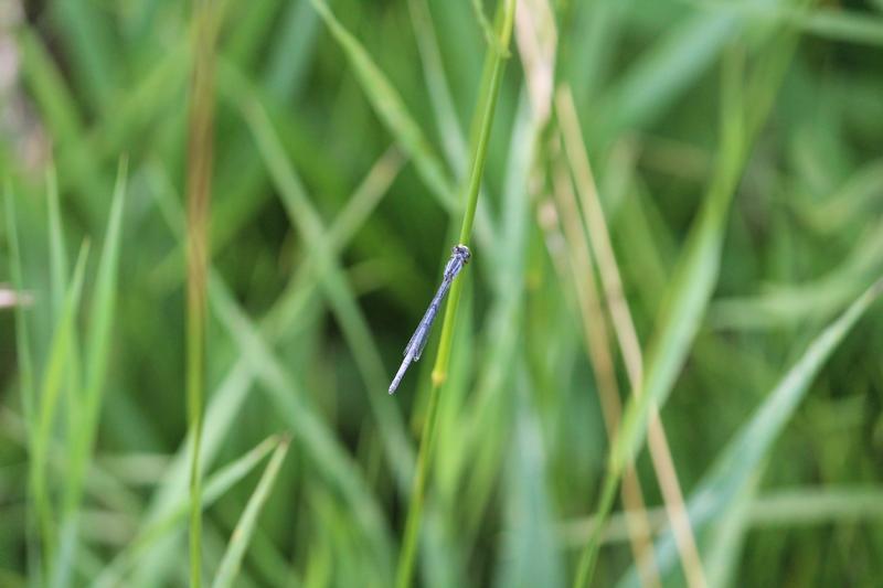 Photo of Eastern Forktail