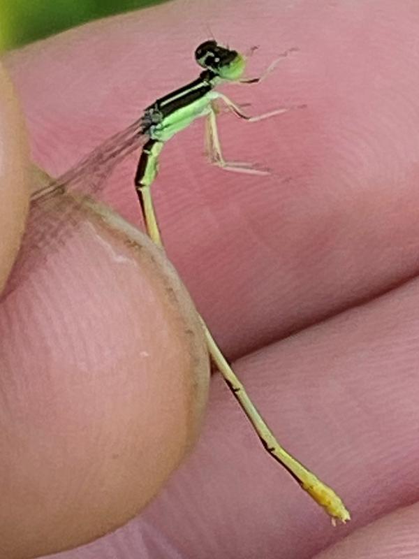 Photo of Citrine Forktail