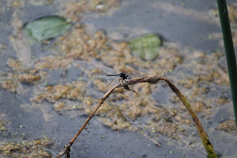 Photo of Dot-tailed Whiteface