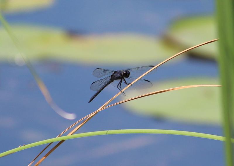 Photo of Slaty Skimmer