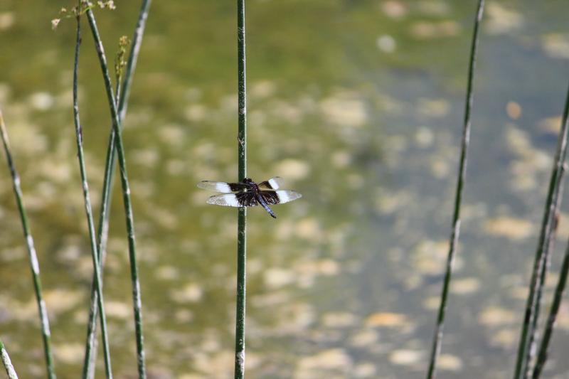 Photo of Widow Skimmer