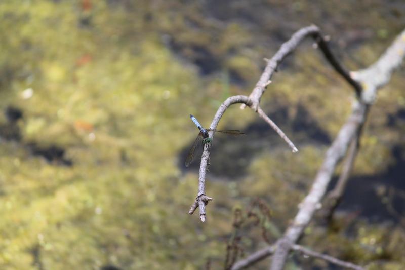 Photo of Blue Dasher
