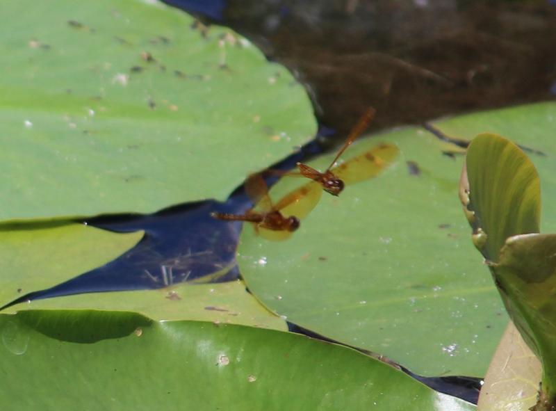 Photo of Eastern Amberwing