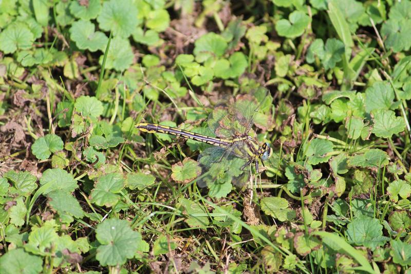 Photo of Lancet Clubtail