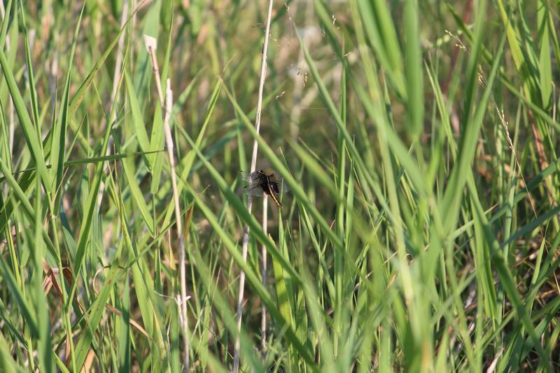 Photo of Widow Skimmer