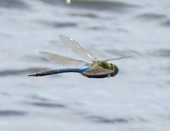 Photo of Common Green Darner
