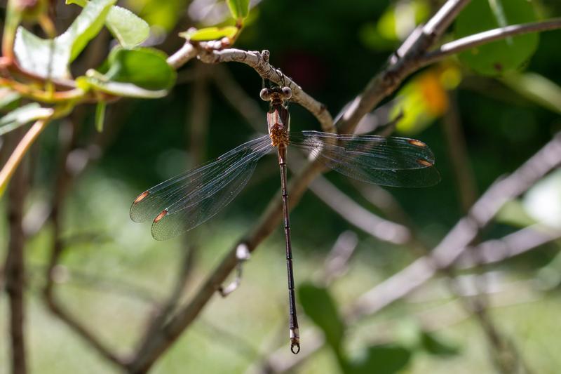 Photo of Great Spreadwing