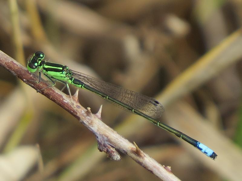 Photo of Eastern Forktail
