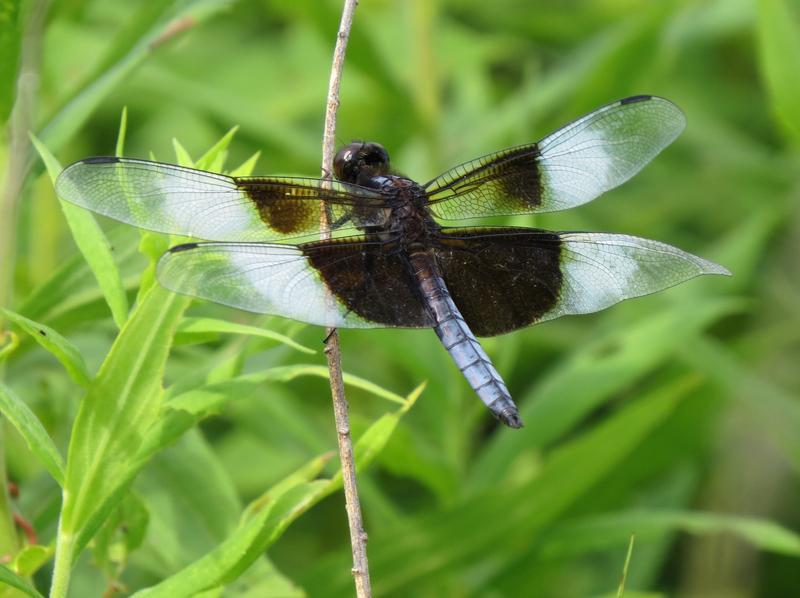 Photo of Widow Skimmer