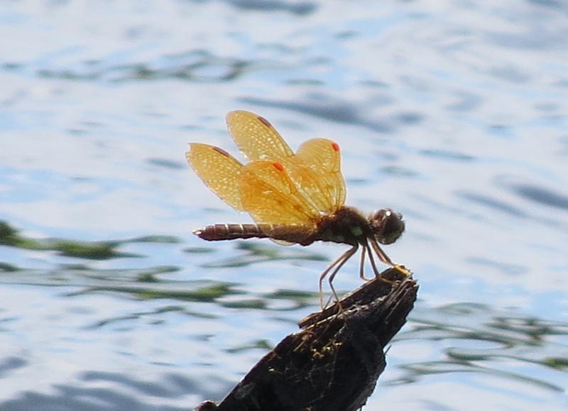 Photo of Eastern Amberwing