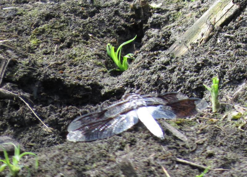 Photo of Common Whitetail