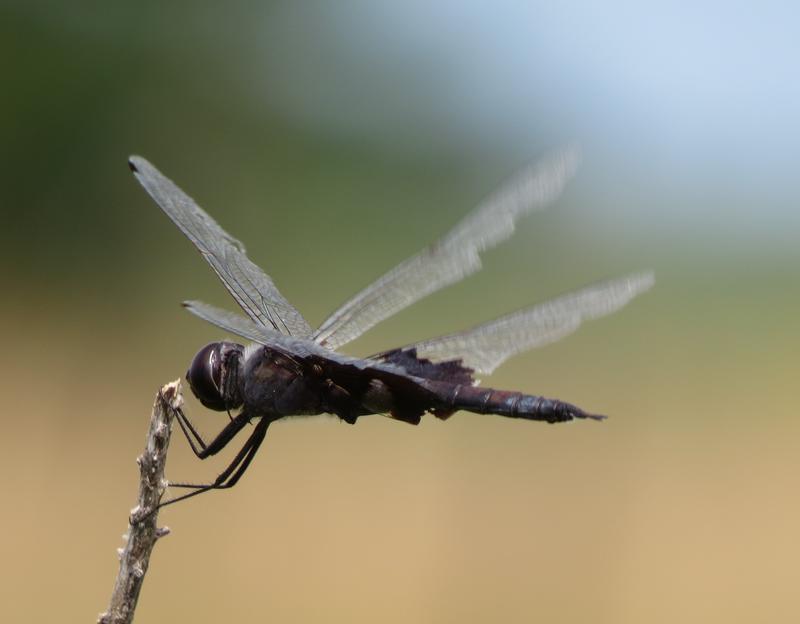 Photo of Black Saddlebags