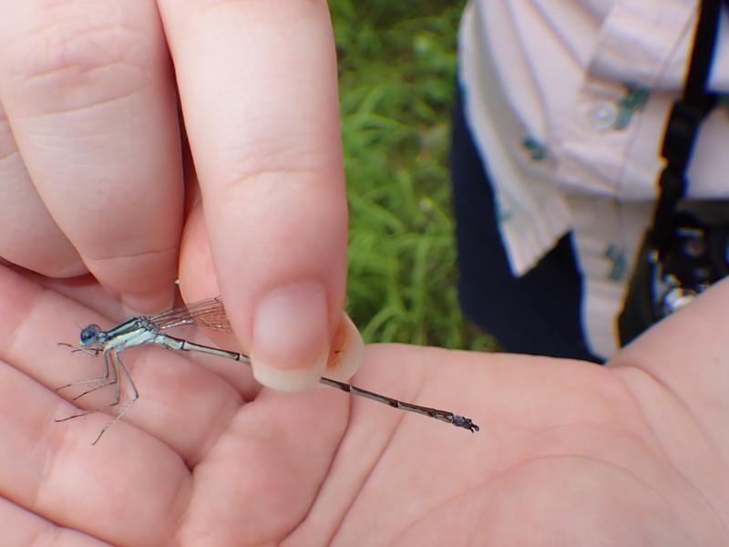 Photo of Slender Spreadwing