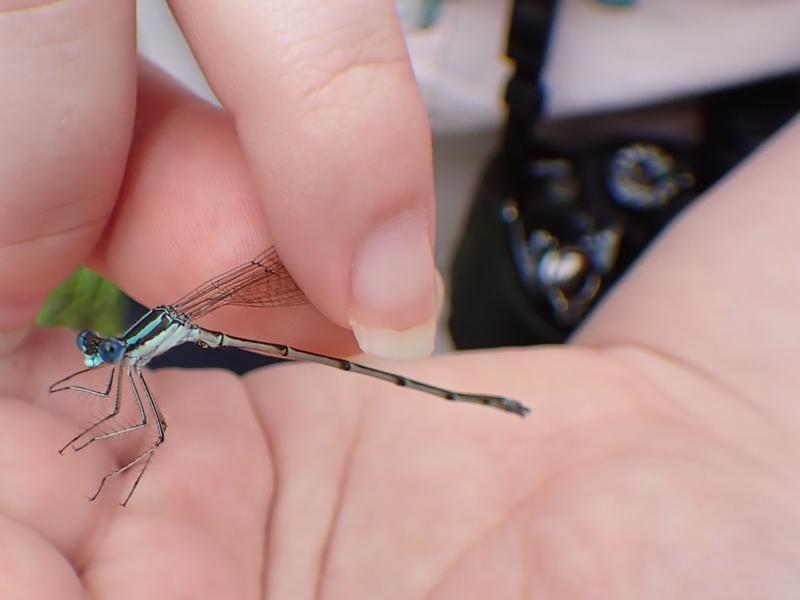 Photo of Slender Spreadwing