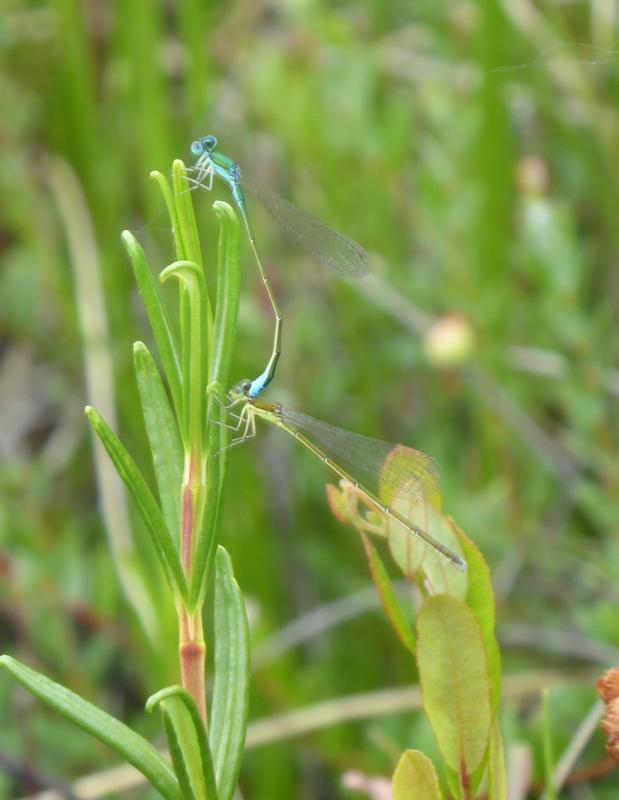 Photo of Sedge Sprite