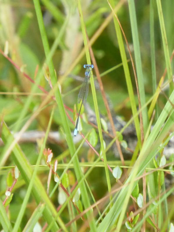 Photo of Sphagnum Sprite