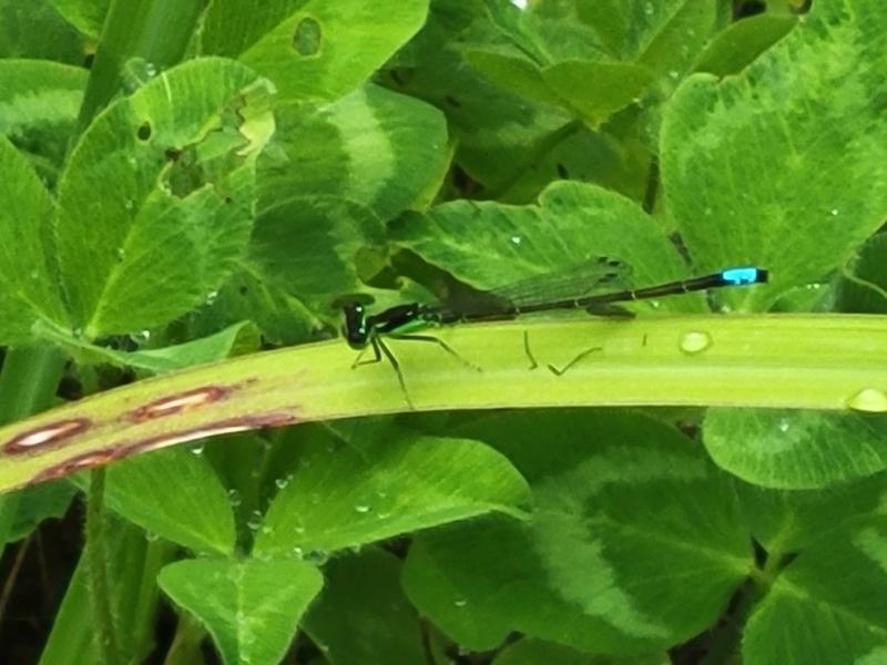 Photo of Eastern Forktail