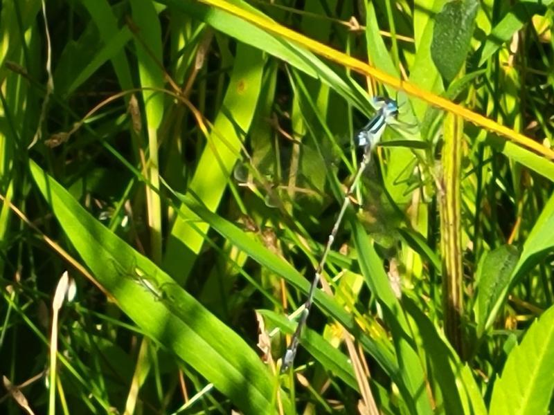 Photo of Slender Spreadwing