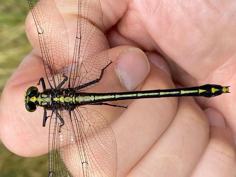 Photo of Black-shouldered Spinyleg