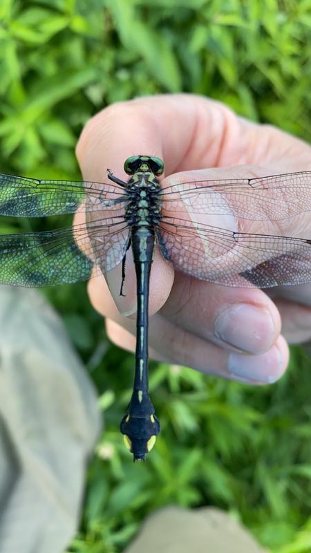 Photo of Cobra Clubtail