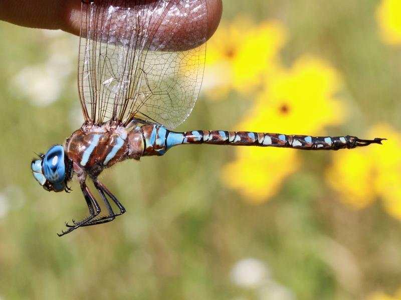 Photo of Blue-eyed Darner