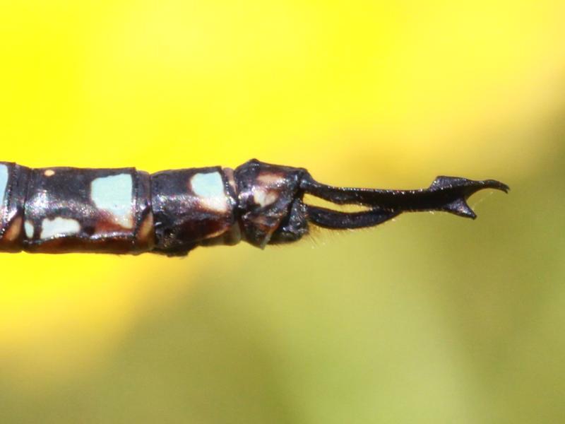 Photo of Blue-eyed Darner