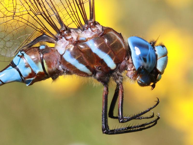 Photo of Blue-eyed Darner