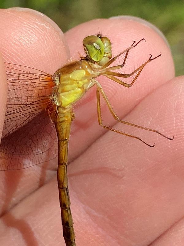 Photo of Autumn Meadowhawk