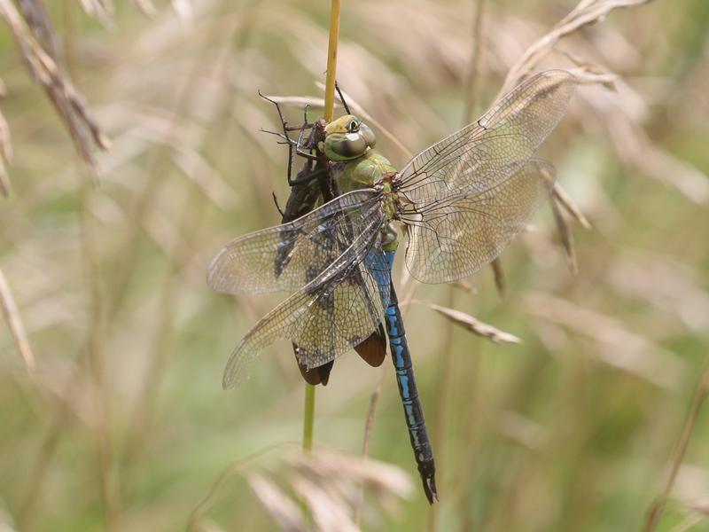 Photo of Common Green Darner