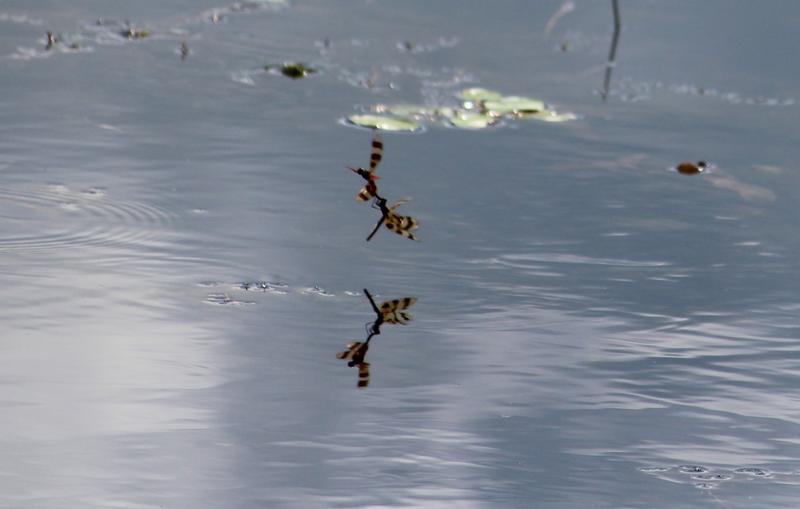 Photo of Halloween Pennant