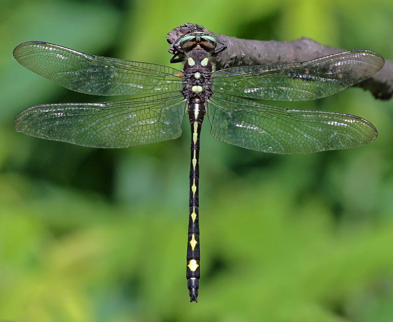 Photo of Arrowhead Spiketail