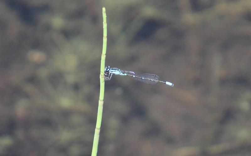 Photo of Skimming Bluet