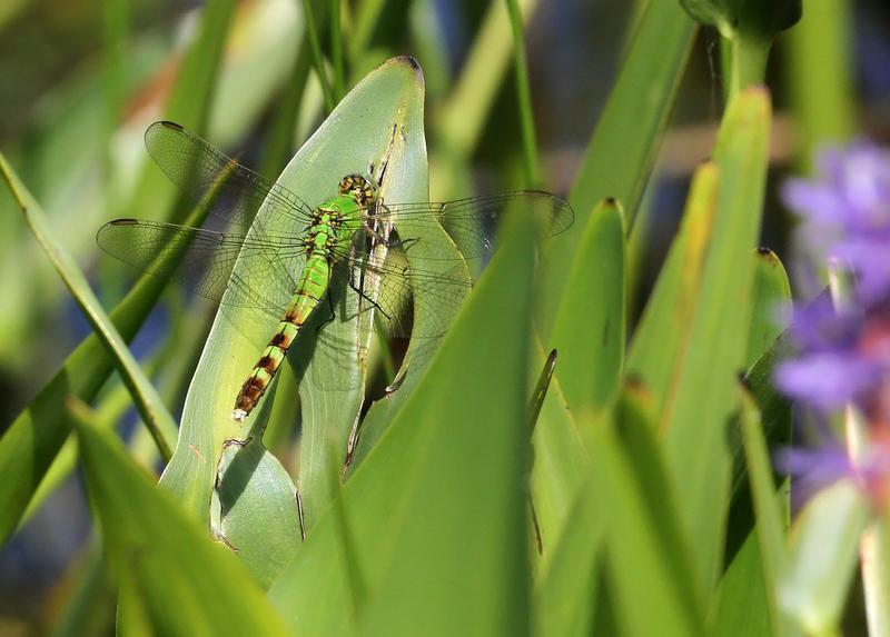 Photo of Eastern Pondhawk