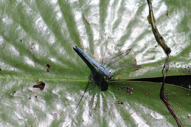 Photo of Eastern Pondhawk