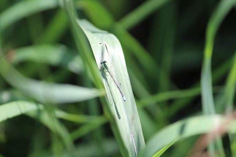 Photo of Eastern Forktail