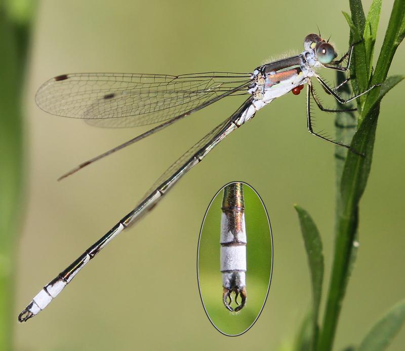 Photo of Lyre-tipped Spreadwing