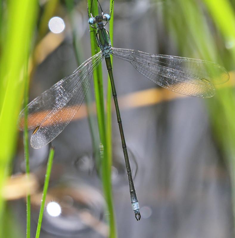 Photo of Swamp Spreadwing