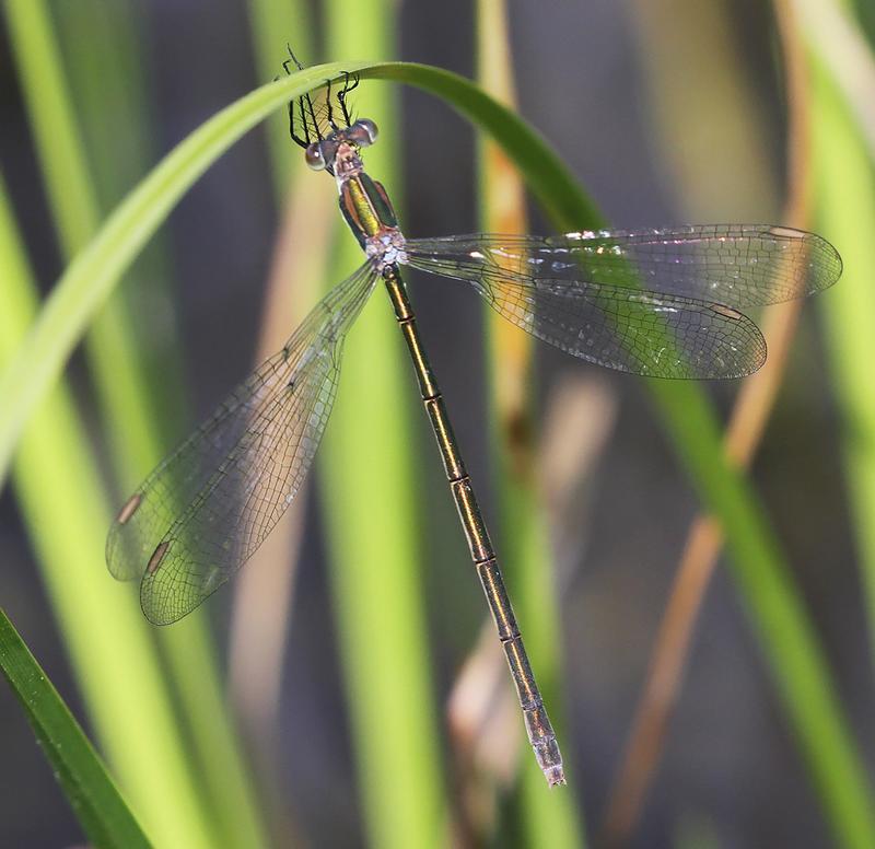 Photo of Swamp Spreadwing