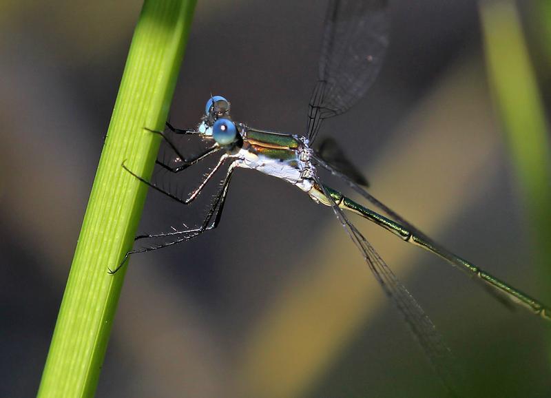 Photo of Swamp Spreadwing